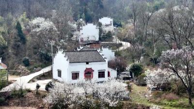 谷城老君山：一朵樱花“链”起乡村致富路  