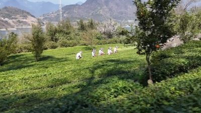 清江库区春茶开园产销两旺 订单增长三成 预计销售额逾300万元  