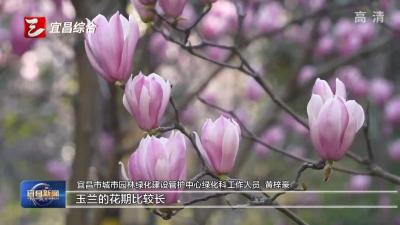 繁花争艳春意浓 多条赏花路线等您来