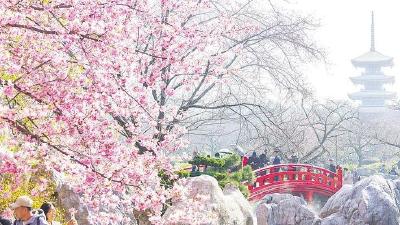 全球游客为何奔赴武汉的春天  