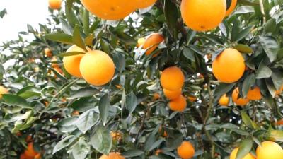 品牌价值370亿元，综合产值500亿元——宜昌柑橘成富民强市“黄金名片”  