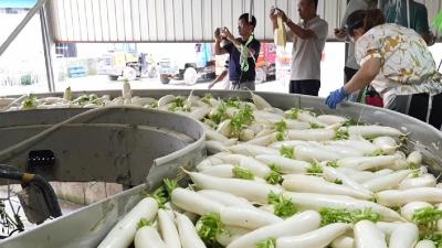 宜昌野外科学观测研究站获批建设 护航高山蔬菜产业绿色可持续发展  