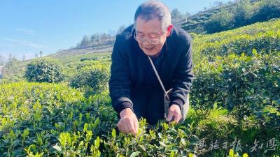 以“玉露”之名成长  