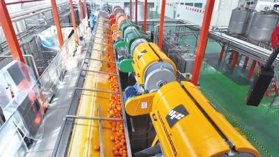 从“吃干榨尽”到走向世界 三峡柑橘精深加工生产线满产运行 一季度产值将突破3600万元  