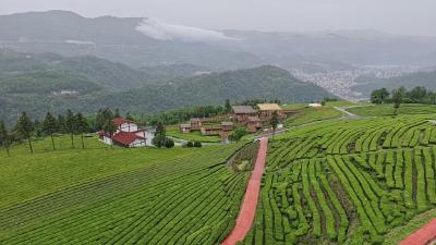 山上“种草”养地 山下“上链”交易 ——直击五峰春茶开园  