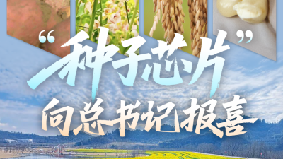 “种子芯片”向总书记报喜  