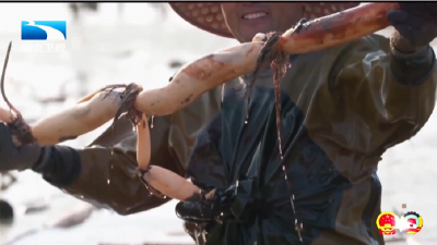 两会观察 | 从一碗藕汤看洪湖生态跃迁  