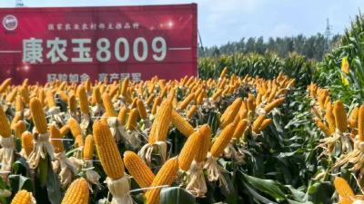 康农种业争分夺秒制良种 日均60吨种子发往全国市场  