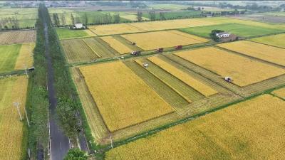 麦浪翻滚 宜昌3.9万亩大麦开镰 良种良法促增产 预计产量0.95万吨 