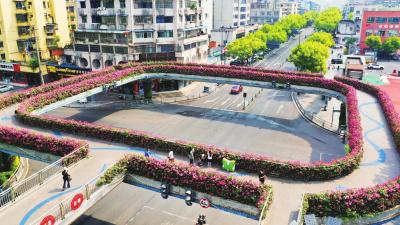 49万株月季盛放 装点“浪漫之城” 城区欧阳修公园、夷陵广场等多处公园道路成赏花打卡点 