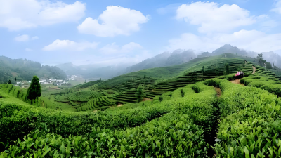 兴山“五一”文旅市场进入“茶香伴浪花”黄金档期 万亩茶园举办沉浸式茶文旅体验  