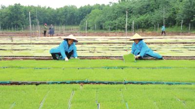 钵盘育秧提质增效 