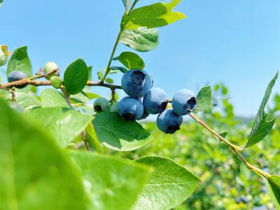 宜昌农业经营主体融资不再难 超8亿元“信用价值贷”浇灌特色产业  