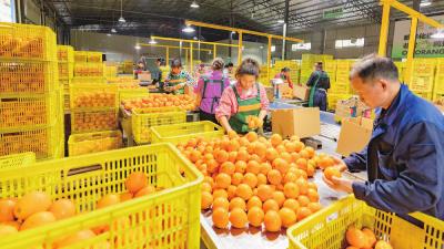 秭归脐橙出口忙 