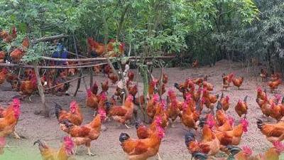 擦亮种业“中国芯”——宜昌发力推进国家级畜禽遗传资源保护观察  