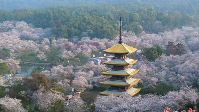 清明假日，湖北省旅游产品搜索热度环比增长超180%，武汉稳居春游“C位”  