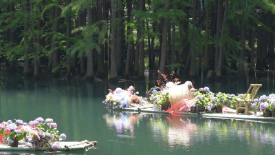 从一场花事看宜昌逐“绿”前行—— 绣球花开 邂逅浪漫 