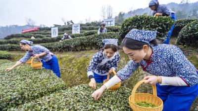 宜茶集团一季度出口约1000万元——宜昌茶加速“出海”又“出圈”  