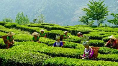 宜昌茶叶为何越泡越有味？