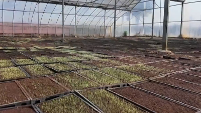 春耕育秧忙 科技添动能