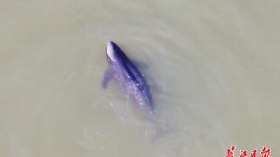 从“长江精灵”到“城市家人”，武汉为何选择江豚作为城市吉祥物  