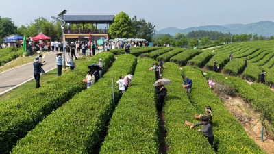 当阳玉泉村拥有1200余年仙人掌茶种植史 正式成立旅游专业合作社 千年茶村“奔向”茶旅融合  