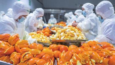 湖北秭归：脐橙全果加工 助力乡村振兴  