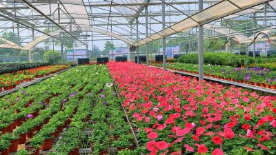 枝江瑰夏琪遇花卉基地新型花卉热销 “五一”节后出货超10万盆  