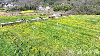 宜都松木坪镇7个村赶在暴雨前抢收 40万斤油菜籽安稳“躺”在车间里 