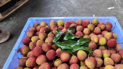 荔枝批量上市 价格稳步回落  