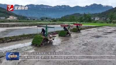 抢抓农时忙插秧 科技赋能促增收