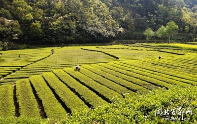 山区农民种茶走上致富路