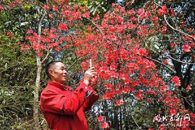 宜都王家畈发现古杜鹃树群落