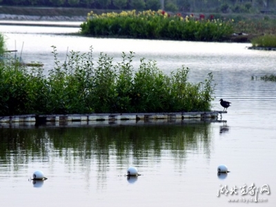 桂子湖：一潭死水到湖心花园的蝶变