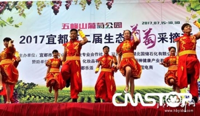 五峰山村：“葡萄村”的“葡萄梦”