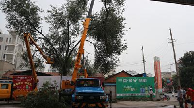 市园林局：修剪危树 排除隐患