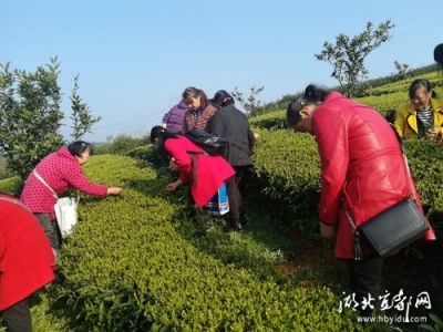 宜都农业：春暖花开日，“绿领”初长成