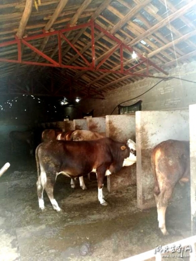 姚家店镇：秸秆变饲料，村民有“妙招”