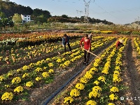 百万株菊花等你来赏…