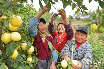 【三峡日报】橘子树上“种”柠檬