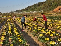 百万株菊花等你来赏…