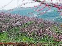 宜都绿色田野