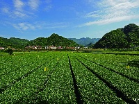 宜都绿色田野