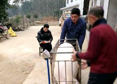 交警主动帮扶 贫困户生猪不愁销