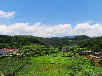 宜都绿色田野