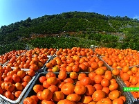 宜都生态惠民