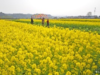 宜都绿色田野