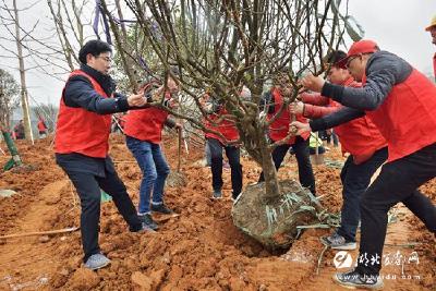 枝城镇80多名志愿者为长江岸线植绿