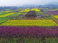 宜都绿色田野