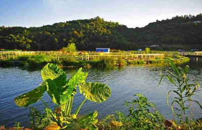 【新春走基层】贵子湖：护好“绿水青山” 收获生态红利
